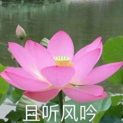 我的三国志手机版下载
